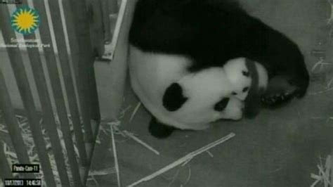 Video National Zoo Panda Cam Reopen After Shutdown Abc News