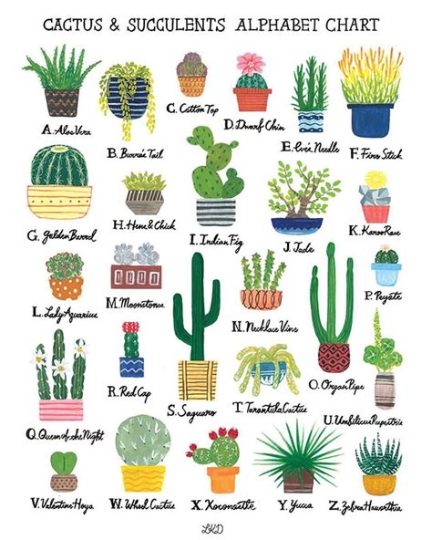 The Most Important Type Of Abcs 🌵illustratio Cactus And Succulents