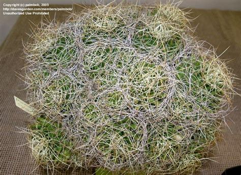 Si no fuera por las largas espinas, fácilmente podría recordarnos a los erizos de mar. PlantFiles Pictures: Bird's Nest Mammillaria (Mammillaria ...