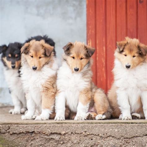 6 Essential Facts About Collies Greenfield Puppies