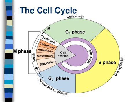 Ppt Cell Cycle Powerpoint Presentation Free Download Id5833868