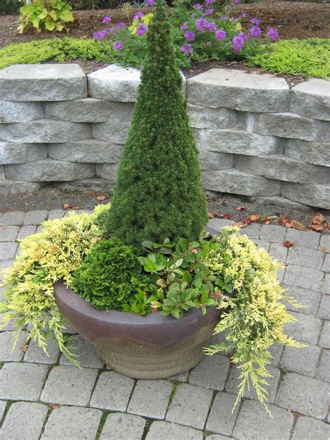 Dwarf Evergreens In Containers 4 Container Gardening Container