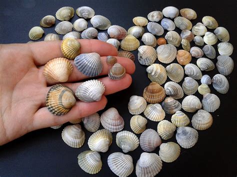 Bulk Seashells Set 90 Of Small Natural Sea Shells Beach Etsy