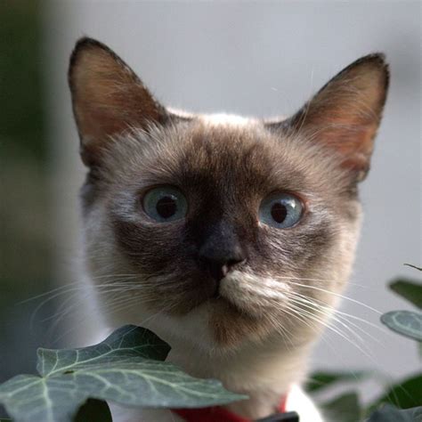 The Beautiful Burmese Cat Breed Profile
