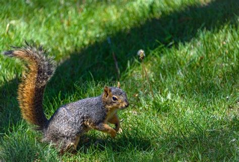 Fluffy Squirrel Holding Eating A Nut Peanut Green Grass Background