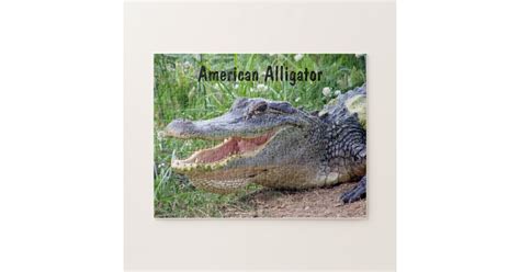 American Alligator Jigsaw Puzzle Zazzle