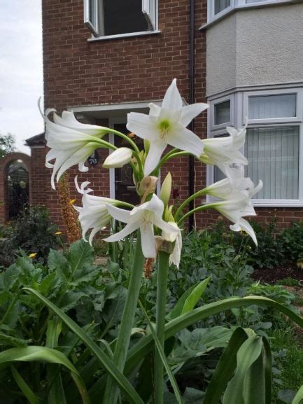 Crinum Powellii Alba Anglia Bulb Company