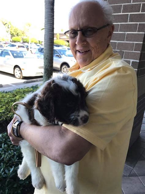 See a puppy you love? Palm Beach Puppies - Boca Raton | Retail - Pet