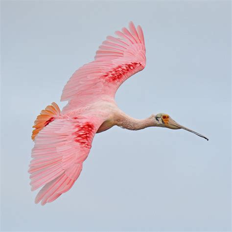 Roseate Spoonbill In Flight Photograph By Lindy Pollard Fine Art America