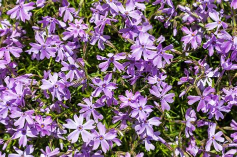 Purple Creeping Phlox Perennials Little Flowers Full Frame Background