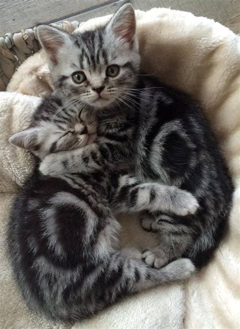 British Shorthair Black Silver Tabby Kittens At Britskorthaarkitten