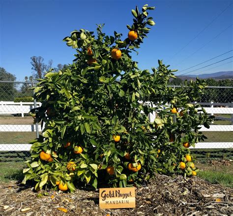 Fruit Trees For A Year Round Harvest In Southern California Greg