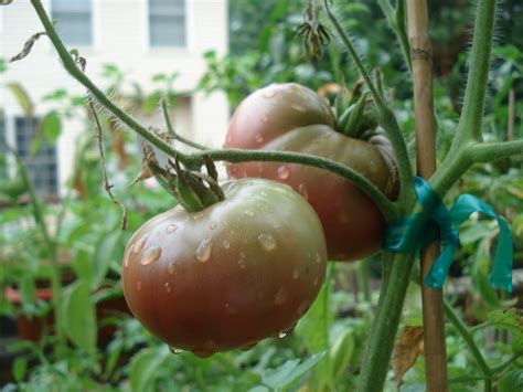 When seedlings are 2 inches tall, transplant into individual 4 inch pots. Bumble Lush Garden: Friday Focus: Black Krim Tomatoes