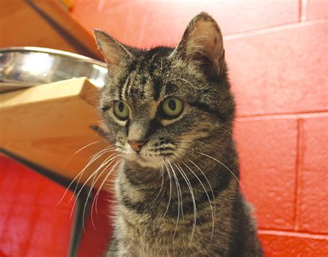 You must sign up for the waitlist prior to arriving to the clinic, please review the process here. These Pics Of Rescue Cats Will Destroy You | Cincinnati ...
