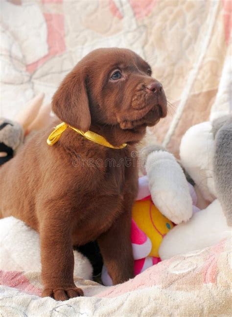 Happy Chocolate Labrador Puppy Portrait Stock Image Image Of Lovely