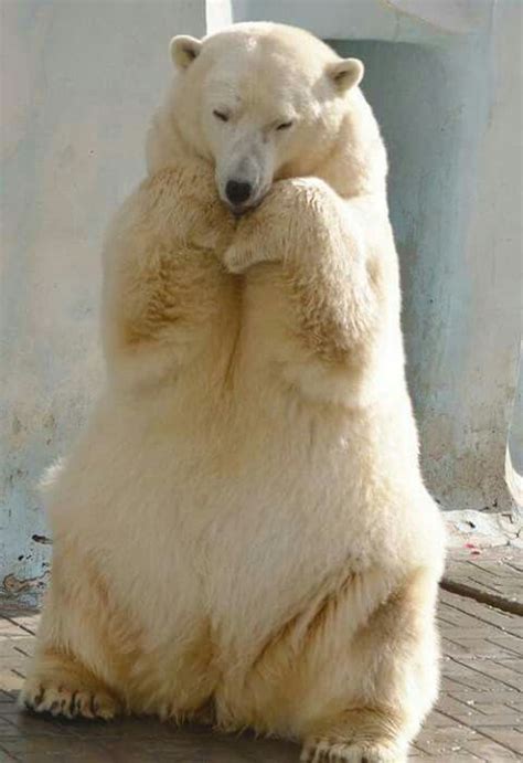 Appears So Gentle But Is The Most Fierce Of All Bears Polar Bear