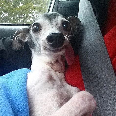 Meet Zappa Dog With A Floppy Tongue