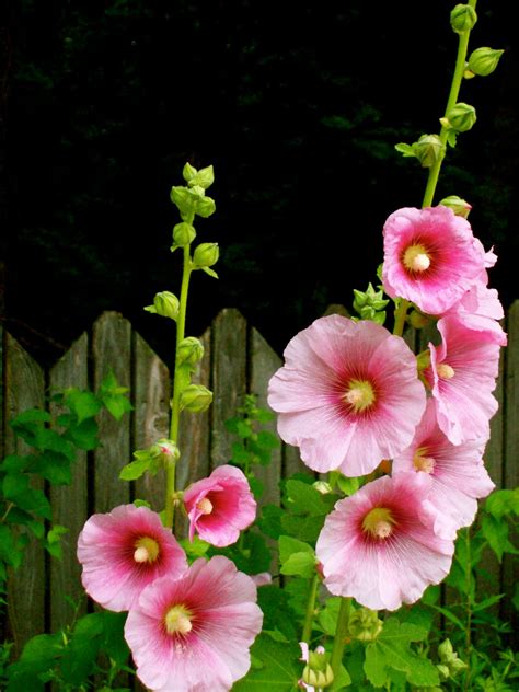 Can I Be Pretty In Pink Holly Hocks Seeds