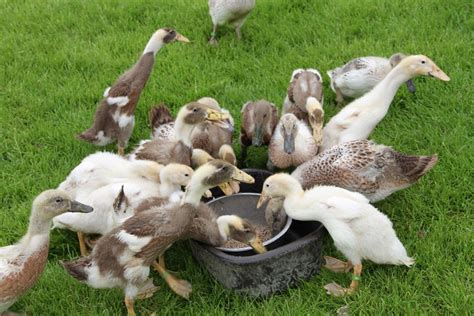feeding ducklings to breeding pairs indian runner duck assn runner ducks ducklings breeds