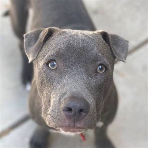 PAW PROMISE ANIMAL RESCUE - About Us
