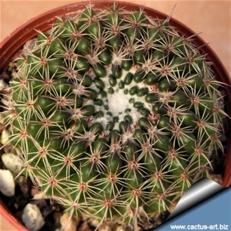 When i see that it is very dry and i know that i have not been watering it for a long time, i. Notocactus mueller-melchersii var. winkleri