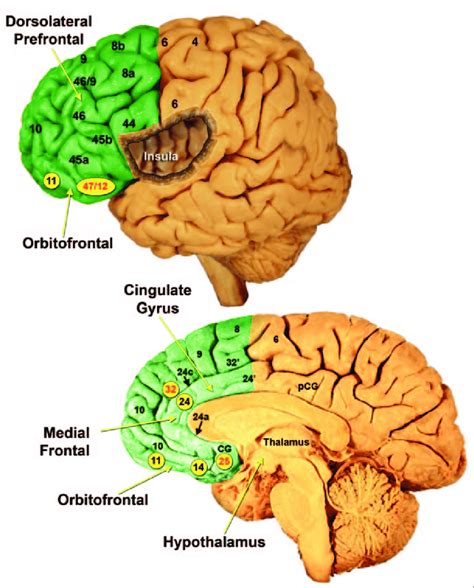 Prefrontal Cortex Diagram