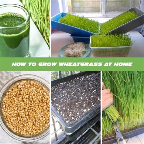 How To Grow Wheatgrass At Home Complete Growing Guide Gardenoid