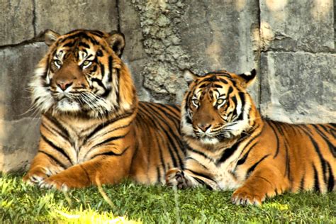 Third win for tigres women: pareja de tigres | dentro de su tranquilo recinto en semilib… | Flickr