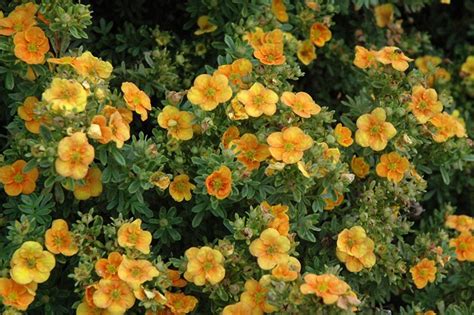 Maybe you would like to learn more about one of these? Mango Tango Potentilla shrub (small shrub that has yellow ...