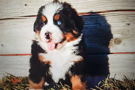 Pink Collar Female Bernese Mountain Dog Puppy For Sale Sweetwater
