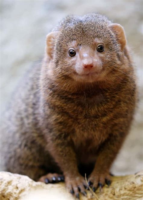 Mongoose Eating A King Cobra