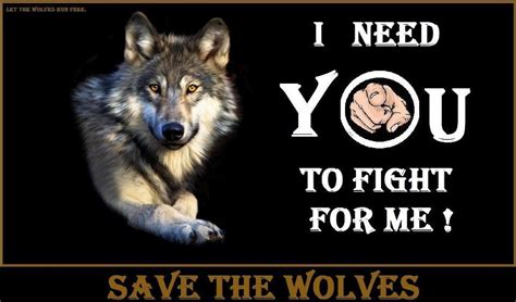 Save The Wolves Wolf Wolf Stuff Beautiful Wolves