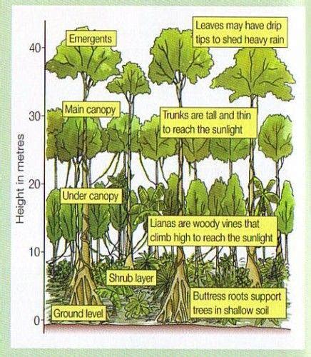 Many species actually grow on other plants. Rainforest Layers Research - Eleanor Palmer Primary School