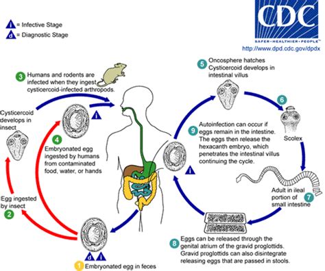 Tapeworm Symptoms Treatment And Prevention Hubpages