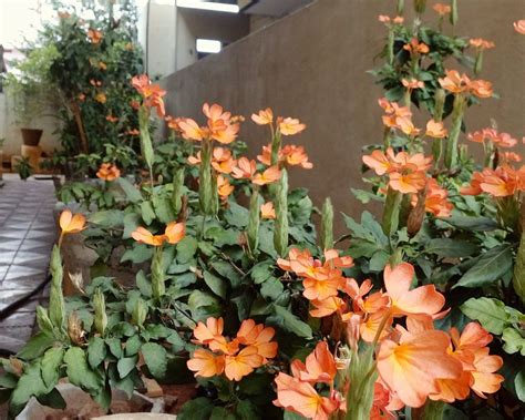 How To Grow And Care For Crossandra