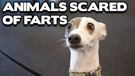 Funny Animals Scared Of Farts Compilation Best Funny Animal Compilation Youtube