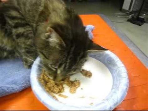 According to the animal cancer foundation, 6 million cats will be diagnosed with cancer in the united states along. Diazepam as appetite stimulant for a cat - YouTube