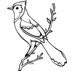 Flying blue jay coloring page. Great Lizard Cuckoo Bird Coloring Pages | Coloring Sky ...