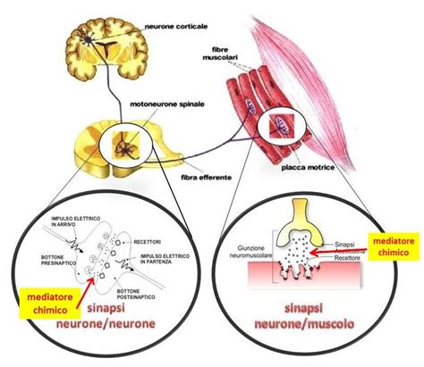 Potenziale D Azione Muscolo Scheletrico - farmamente: FARMACI: Come funzionano e dove agiscono