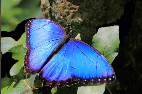 Tzedakah Box Rainforest Butterfly Aghipbacid