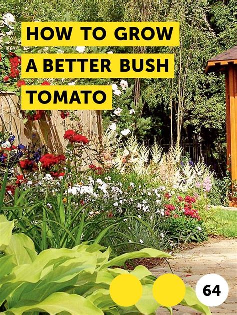 Learn How To Grow A Better Bush Tomato How To Guides Tips And Tricks