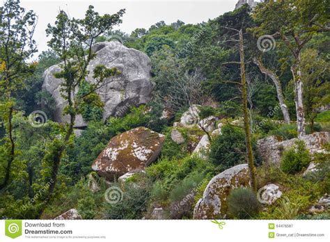 Ancient Forest Green Forest Landscape With Stones And Boulders Stock