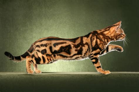 New Research Reveals How Cats Get Their Stripes The Washington Post