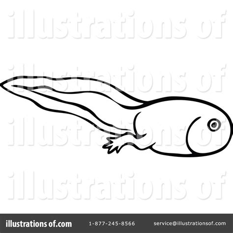 Collection Of Tadpole Clipart Free Download Best Tadpole