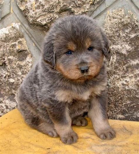 Tibetan Mastiff Puppies Blog Tibetan Mastiff Puppy Cute Dogs