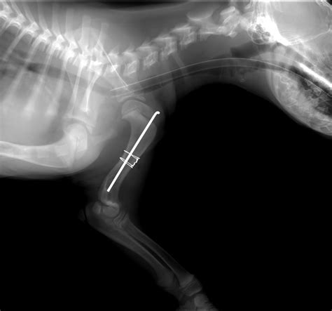 Orthopedics - VETNEMO EN