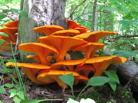 Wild Chanterelle Mushrooms Offer Pickers A Delicious Find Life And Arts