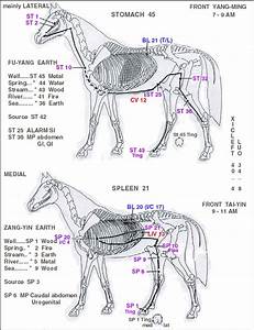 Equine Points Equine Equine Acupressure Equine Therapy