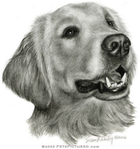 Use the remaining lines as guides to draw the rest of the golden retriever's body. Golden Retriever | Graphite pencil portrait of Golden ...