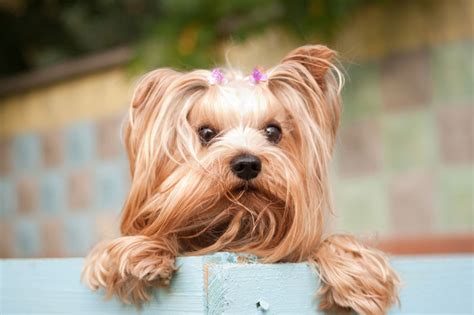Australia Post Pet Insurance Reviews